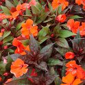Impatiens hawkeri New Guinea Hybrid 'Divine orange'